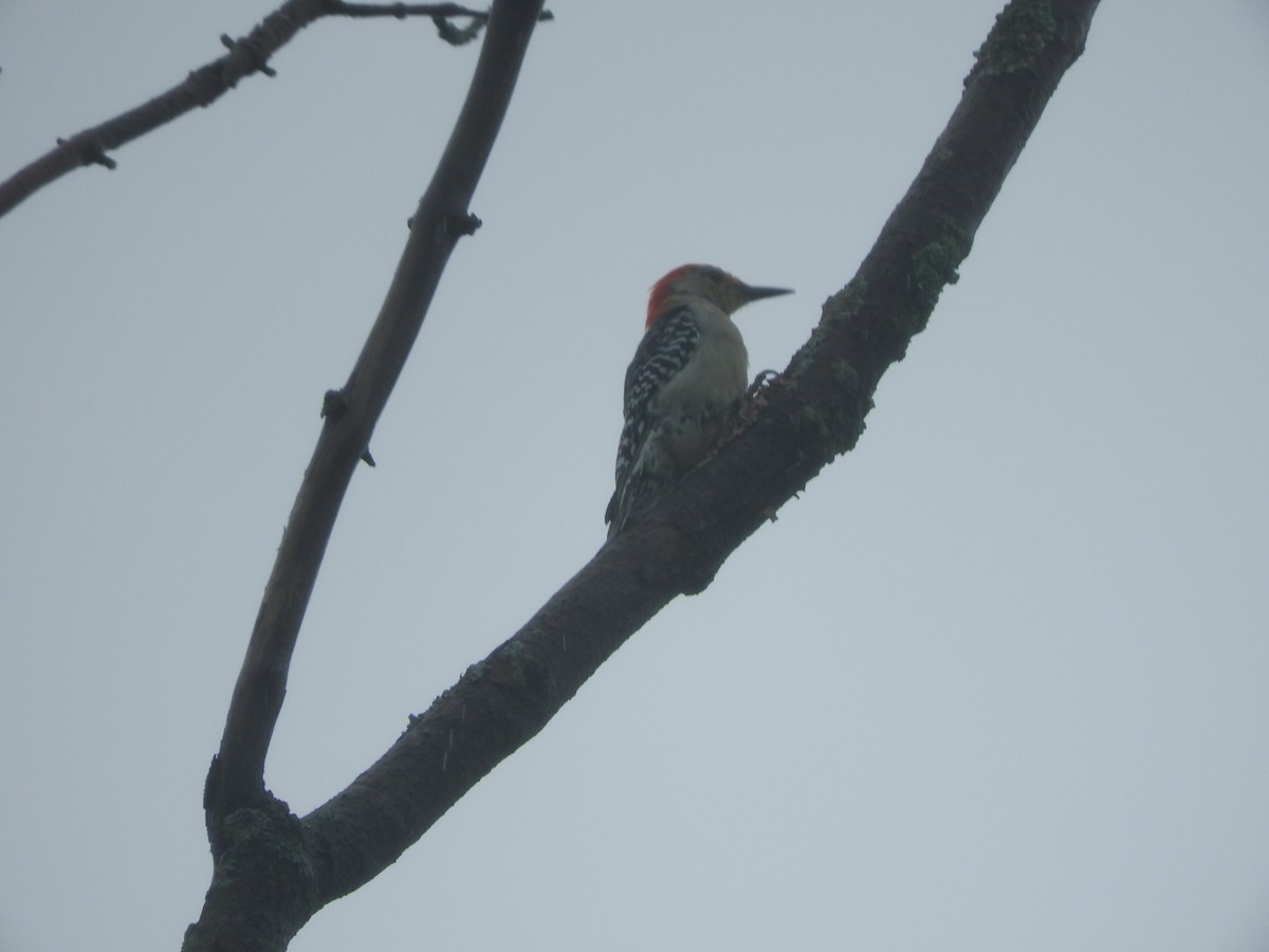 Red-bellied Woodpecker - ML110503901