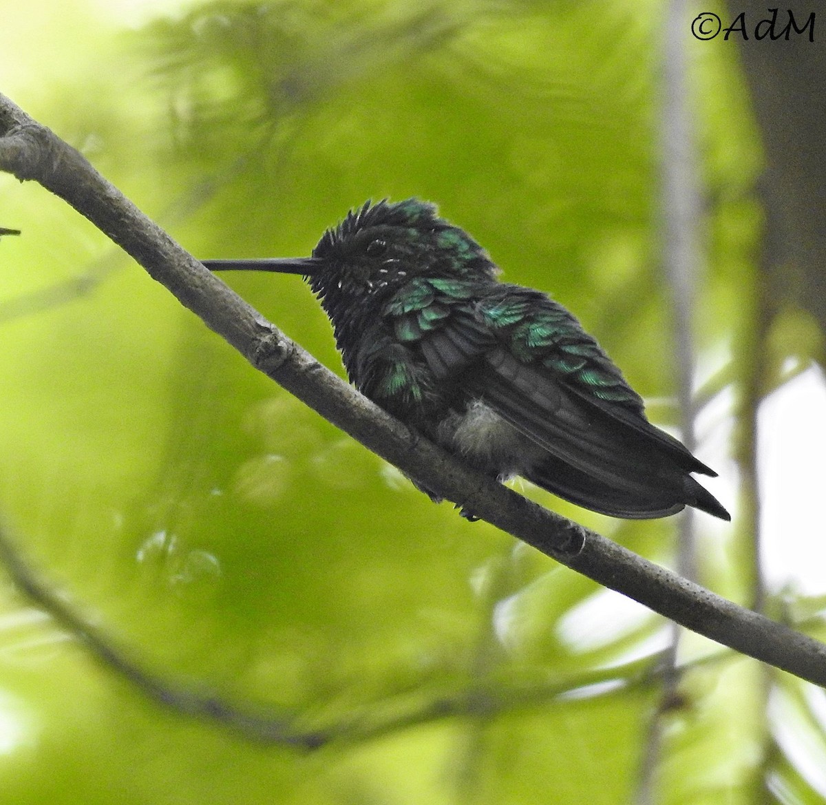 Blue-tailed Emerald - ML110503921