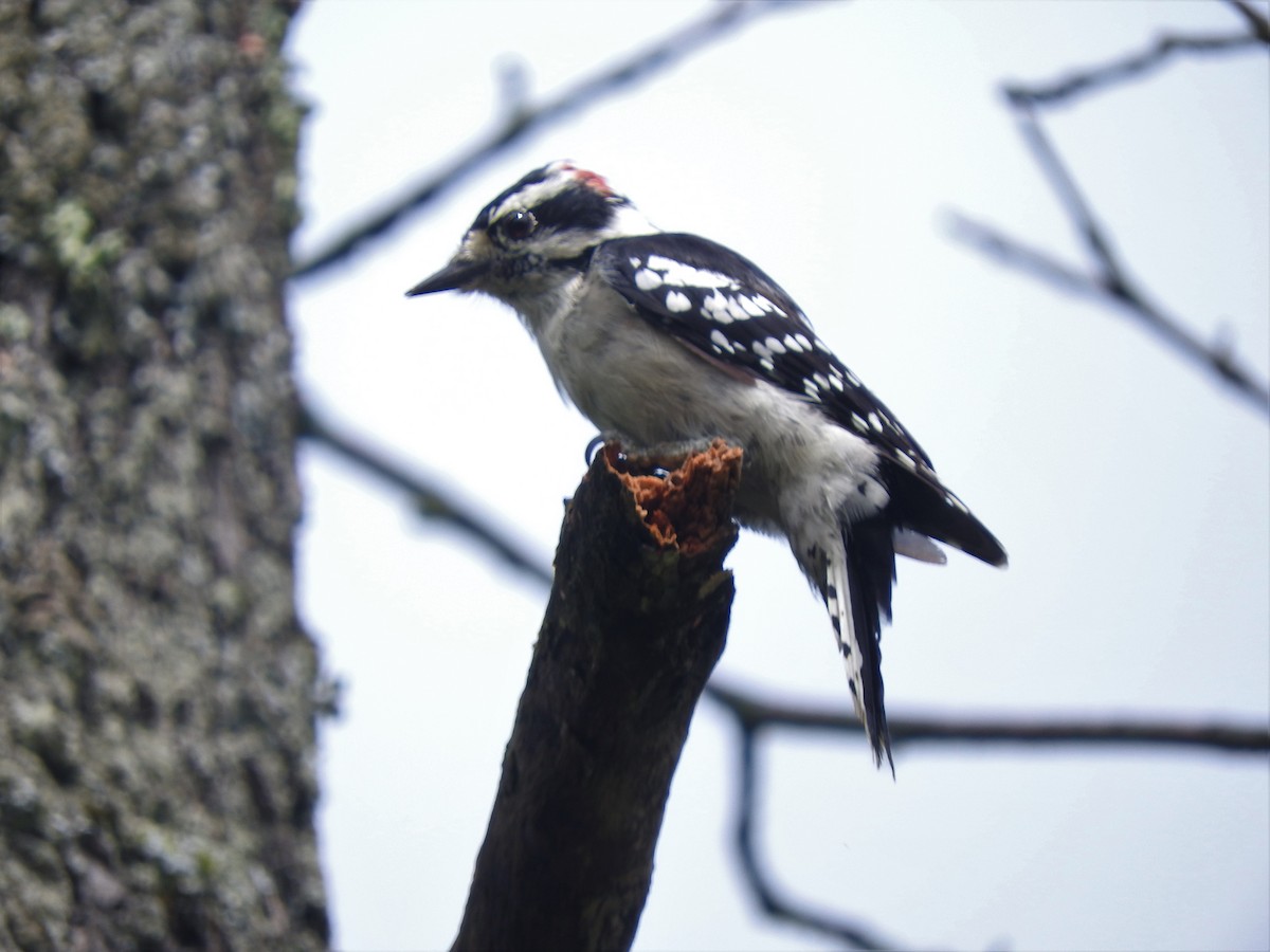 Downy Woodpecker - ML110504071