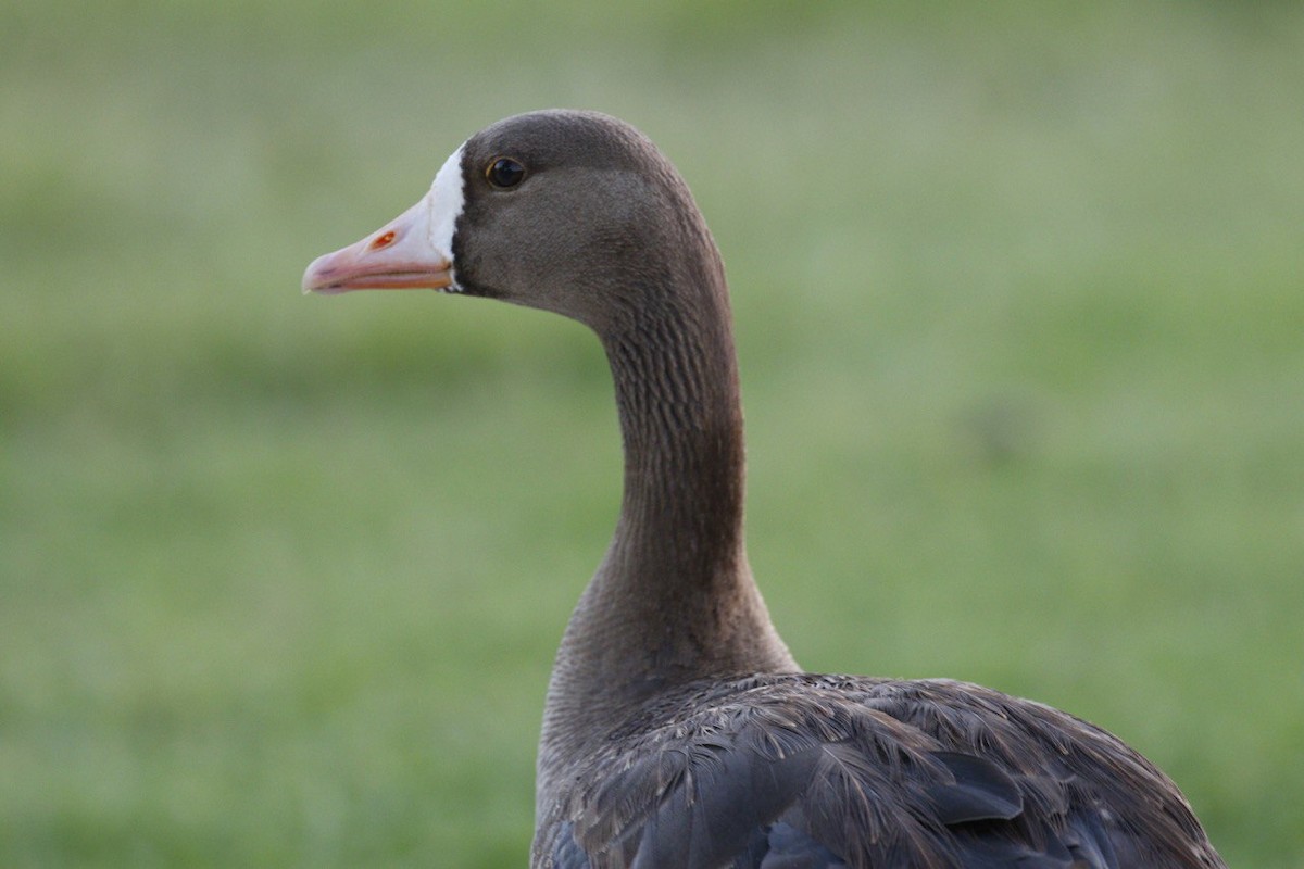 Greater White-fronted Goose - Emily Willoughby