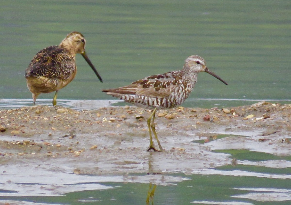 Long-billed Dowitcher - Victor Stoll