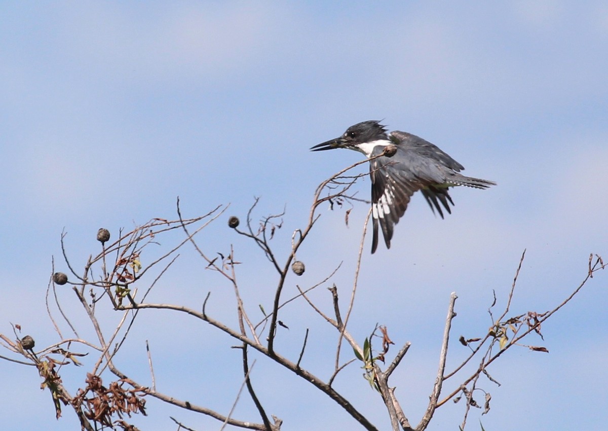 Belted Kingfisher - ML110508171