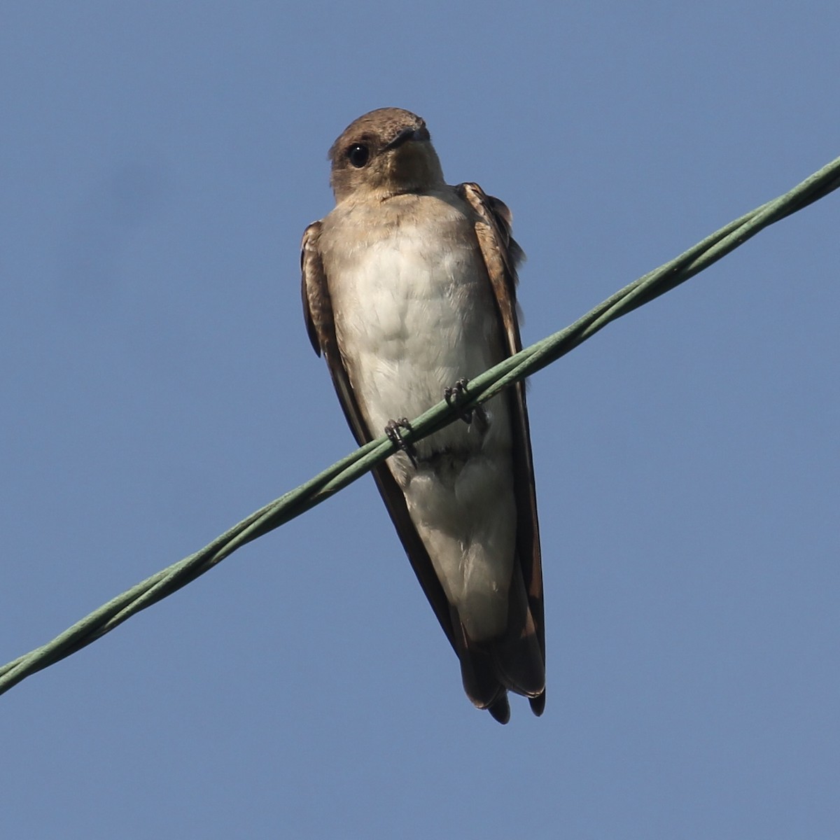 Northern Rough-winged Swallow - Margaret Bauer