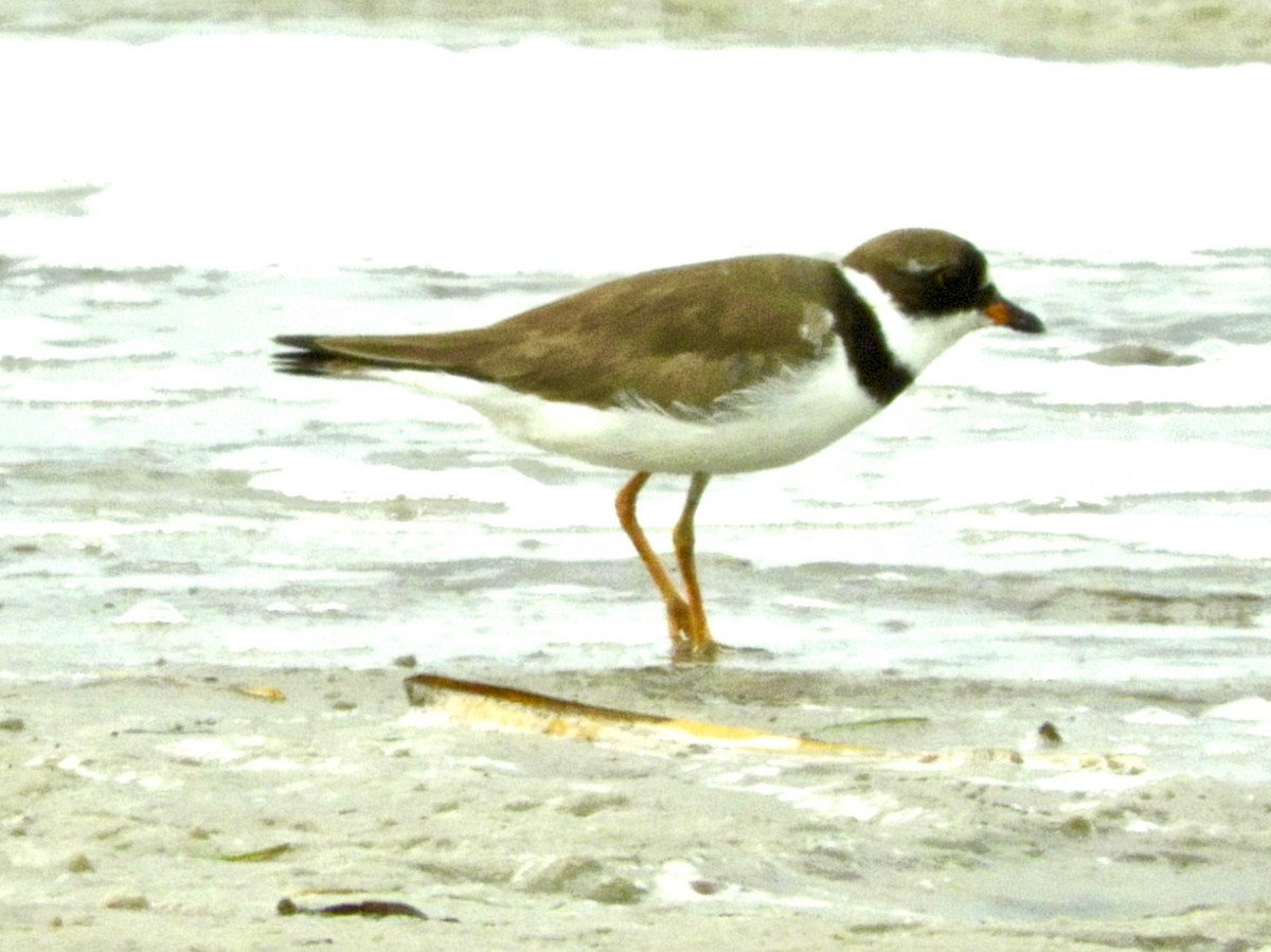 Semipalmated Plover - ML110513061