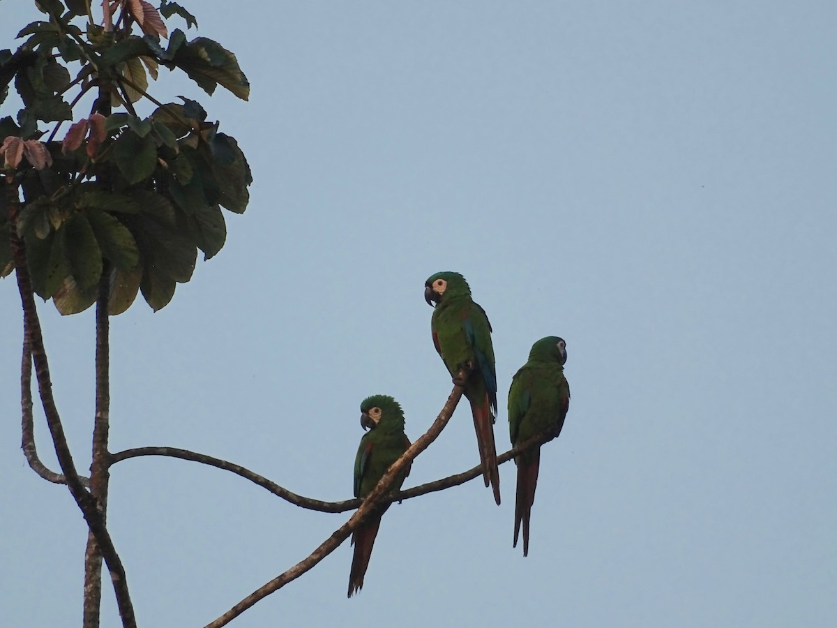 Chestnut-fronted Macaw - ML110513751