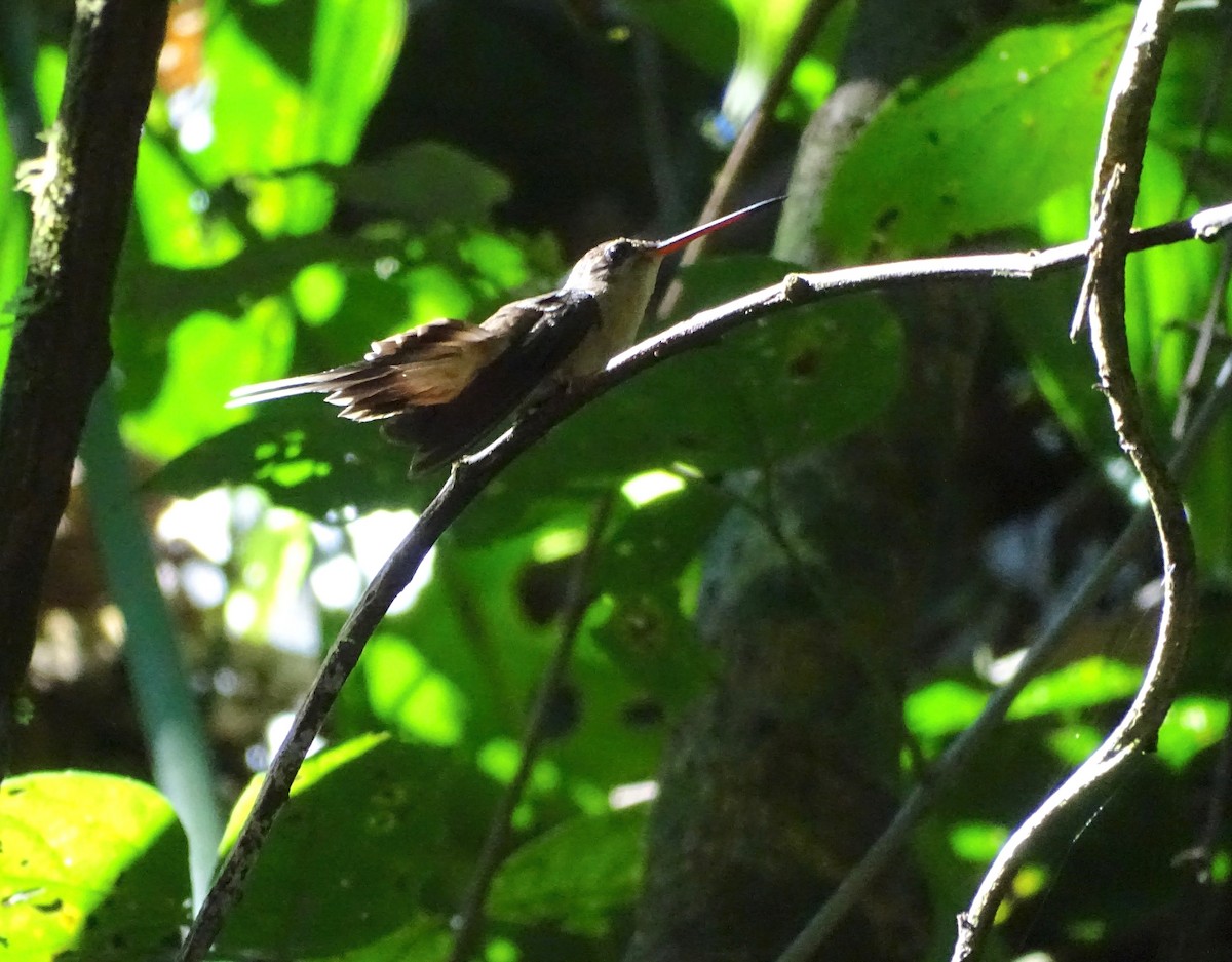 Прямоклювый колибри-отшельник - ML110513801