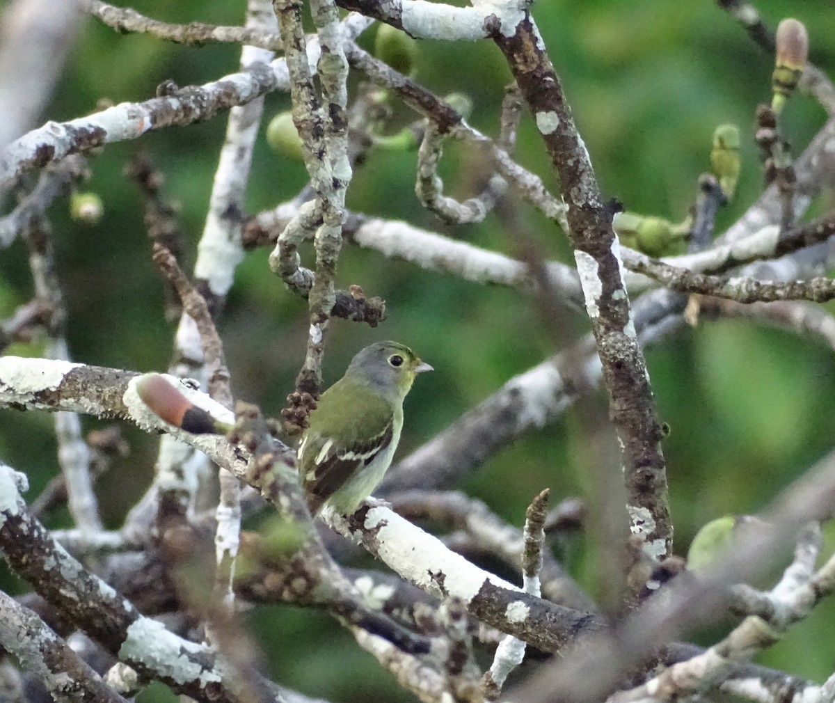 Wing-barred Piprites - ML110514201