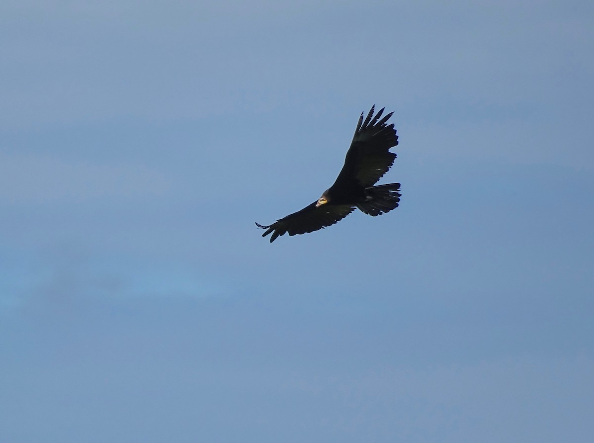 Greater Yellow-headed Vulture - ML110514561