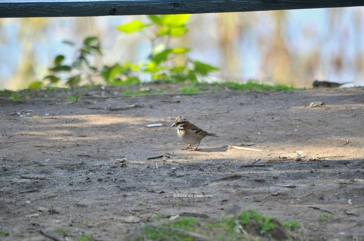 Rufous-collared Sparrow - Licia Lopez de Casenave