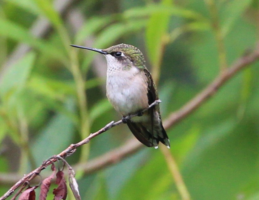 Ruby-throated Hummingbird - sam hough
