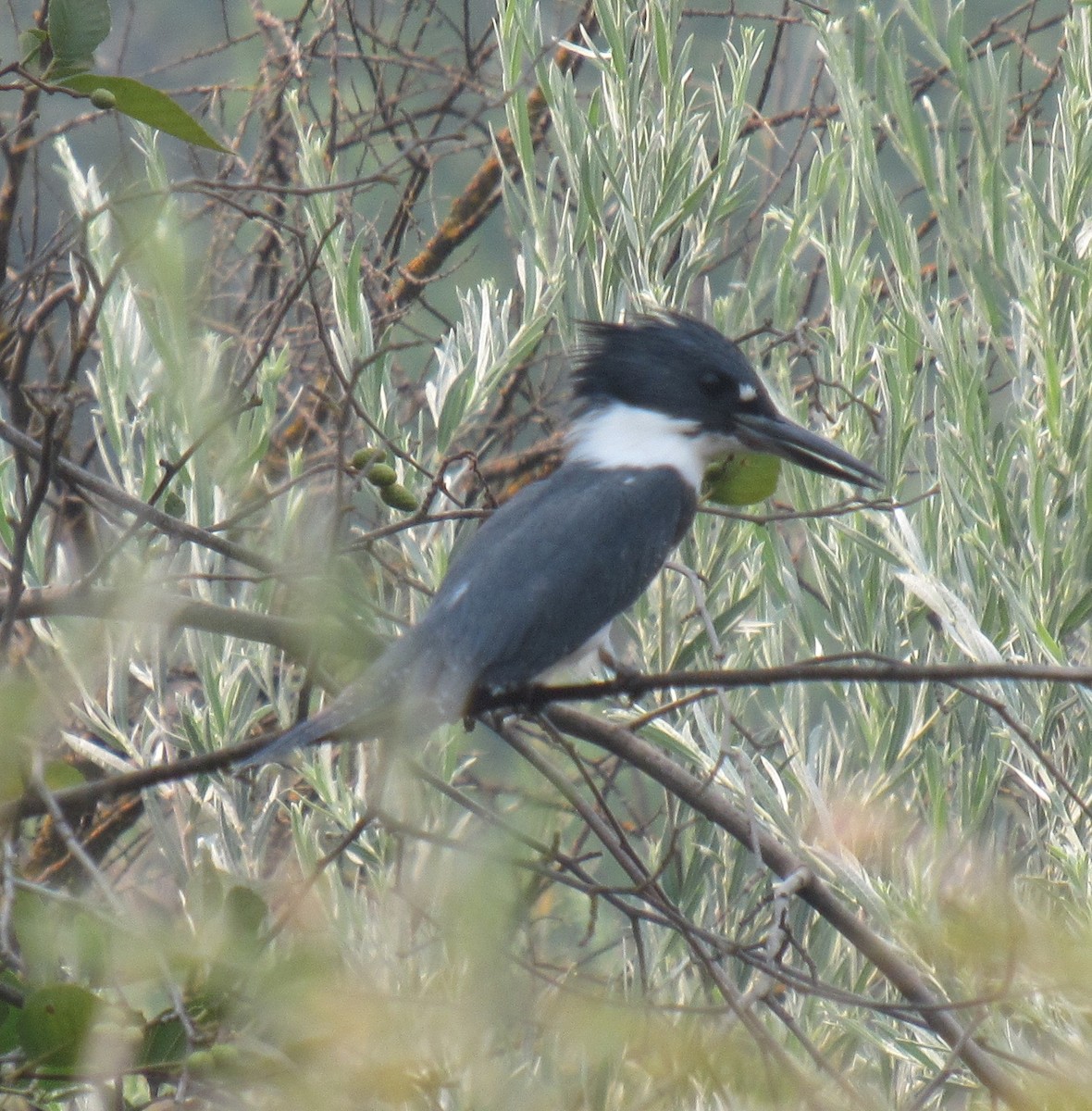 Belted Kingfisher - ML110525131