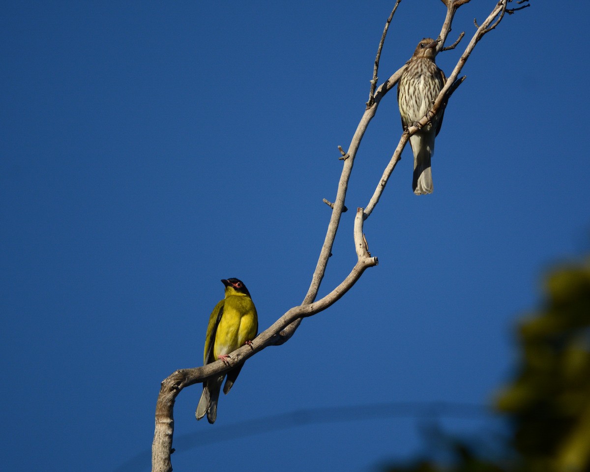 Australasian Figbird - John Lowry