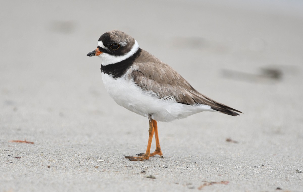 Semipalmated Plover - Christopher Gilbert