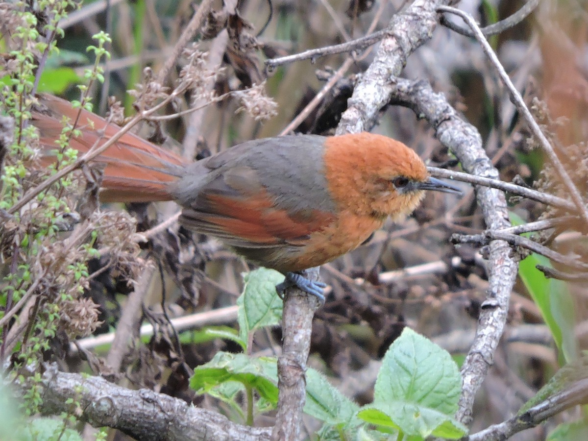 Rusty-headed Spinetail - ML110526991