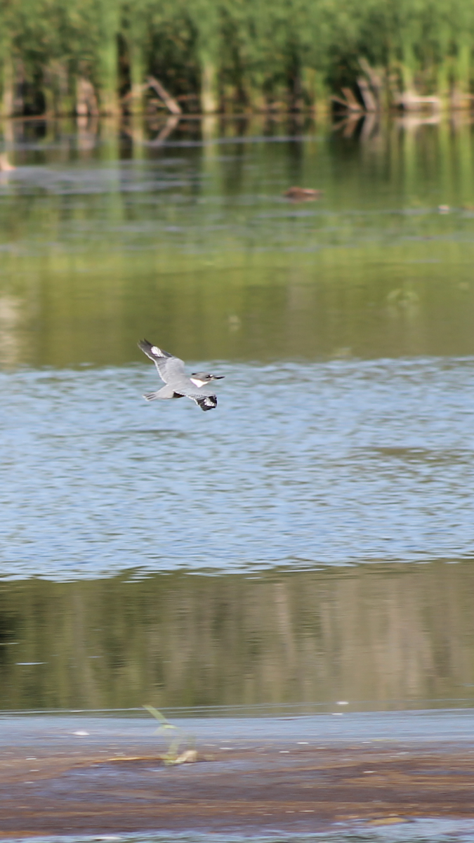 Belted Kingfisher - ML110527421