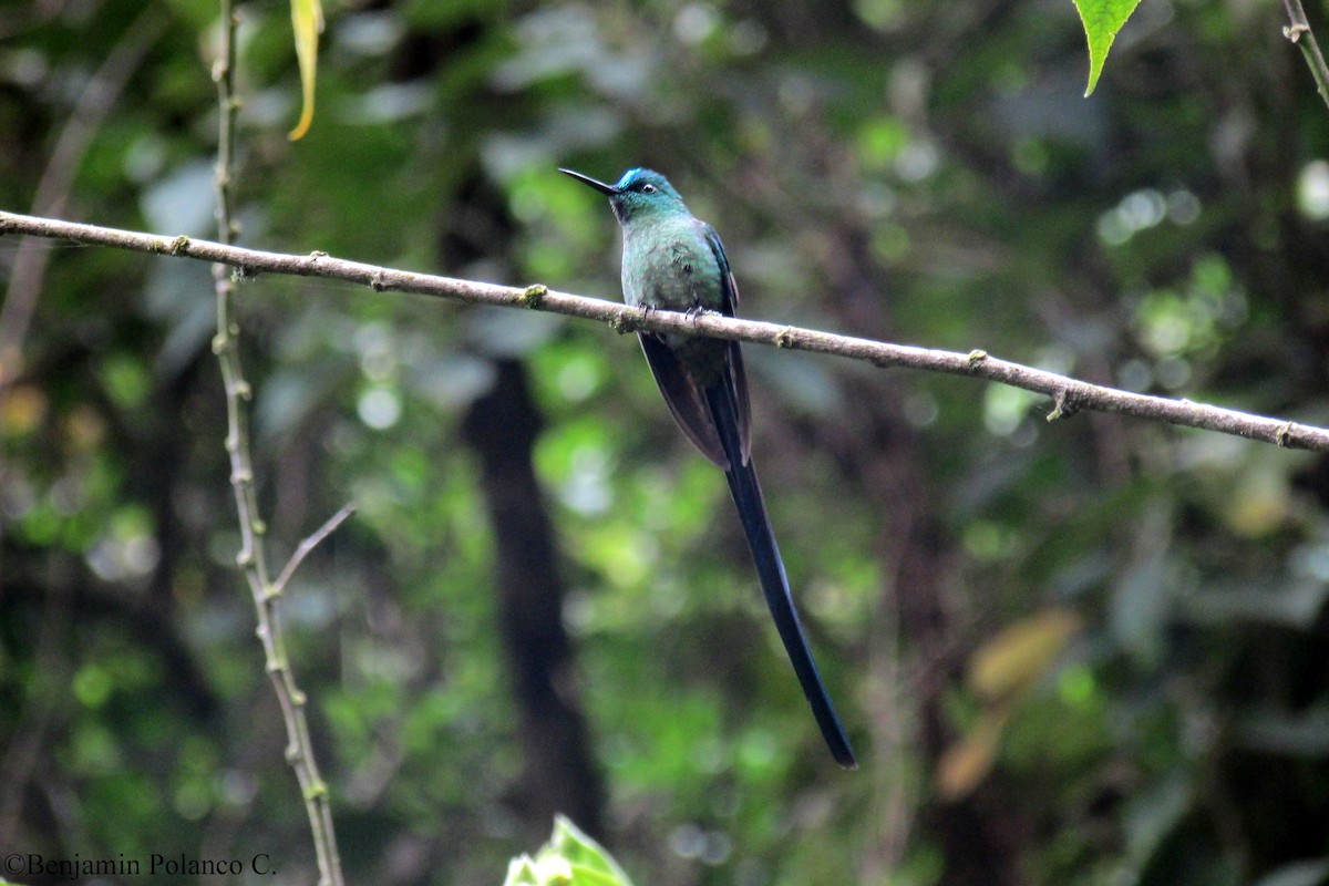 Long-tailed Sylph - ML110529231