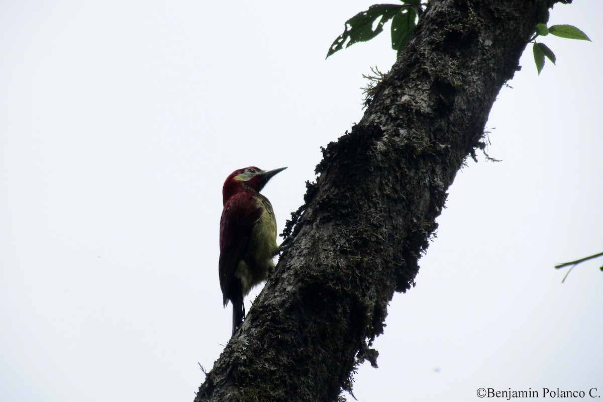 Crimson-mantled Woodpecker - ML110529611