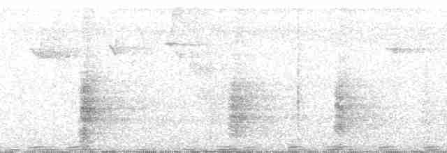 Ak Kanatlı Borazankuşu - ML110530