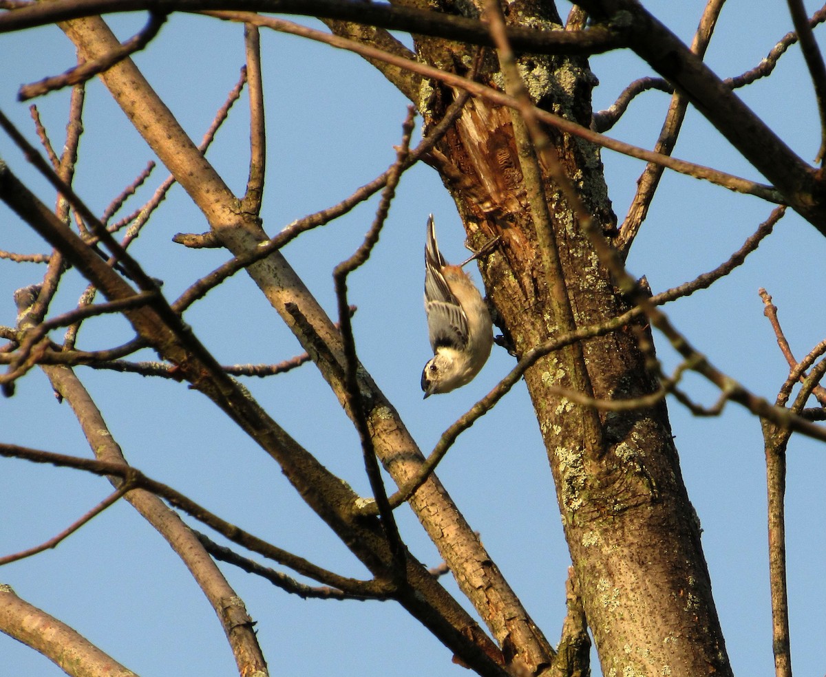 White-breasted Nuthatch - Debbie and Mark Raven