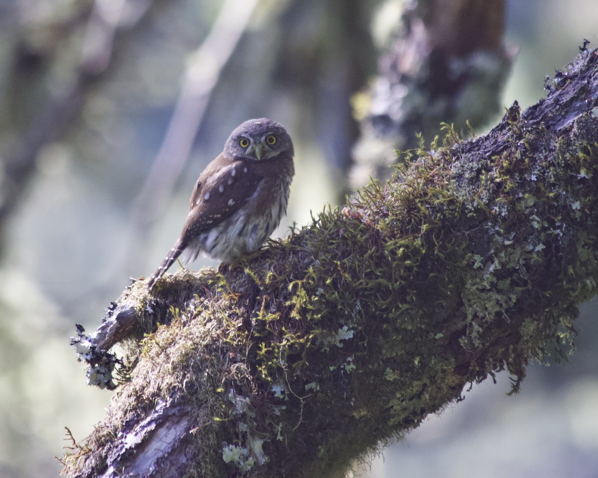 Northern Pygmy-Owl - Rachel Lawrence