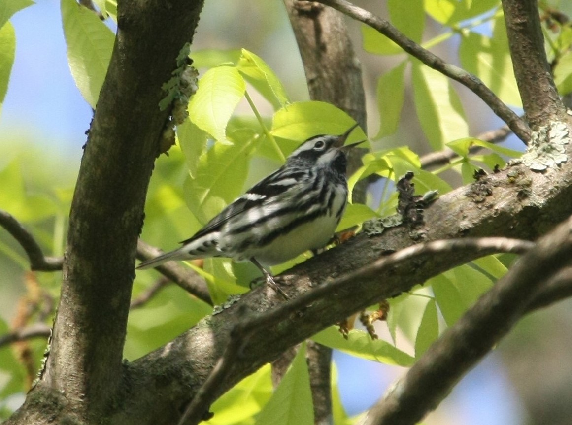 Black-and-white Warbler - ML110537351