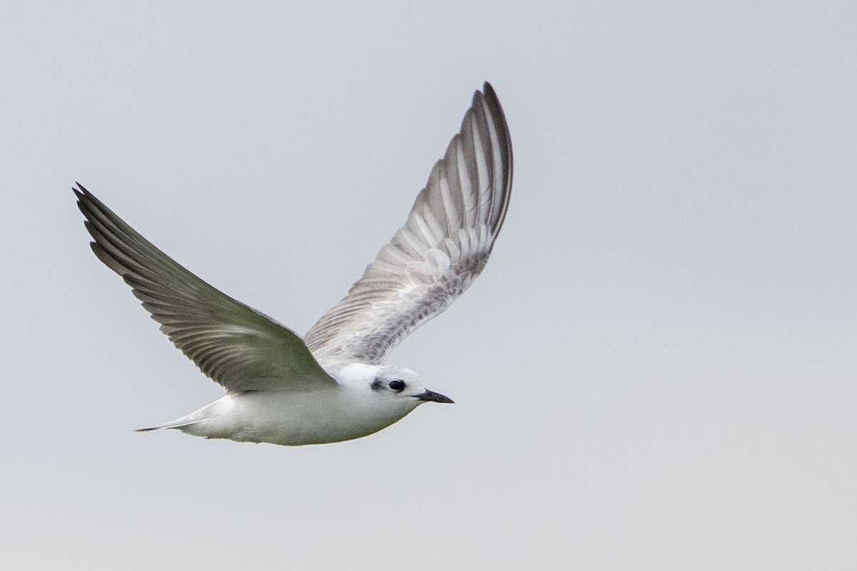 White-winged Tern - Bradley Hacker 🦜