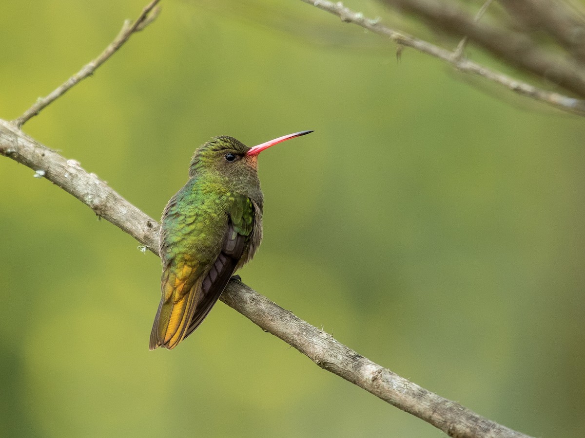 Gilded Hummingbird - Fernando  Jacobs