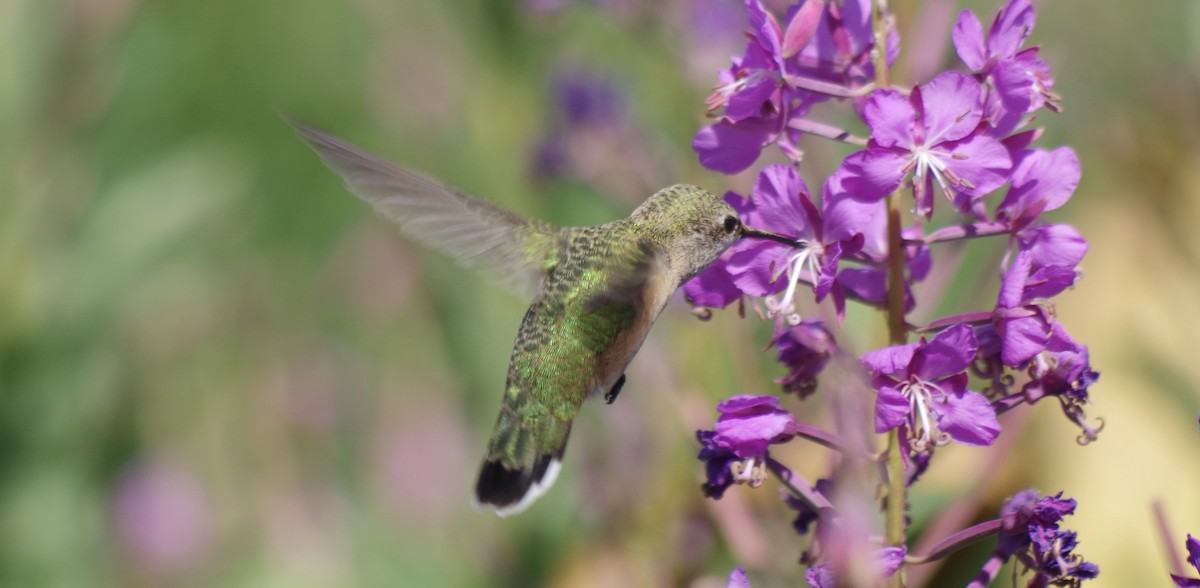 Calliope Hummingbird - ML110540681