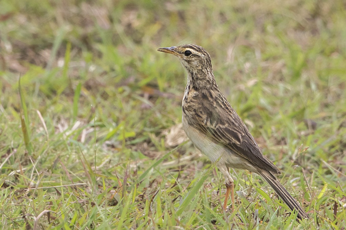 African Pipit - ML110540891