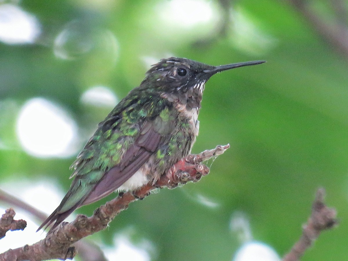 Ruby-throated Hummingbird - Lisa Cancade Hackett