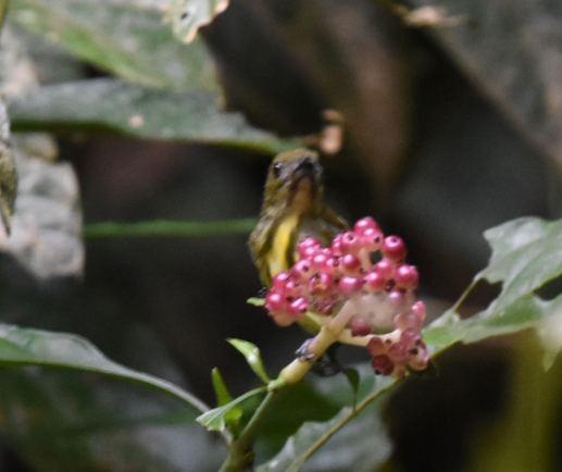 Yellow-breasted Flowerpecker - ML110544041
