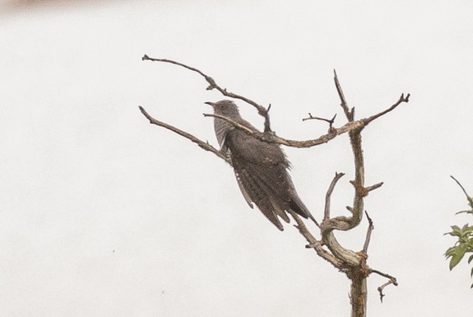 Common Cuckoo - Brad Dawson