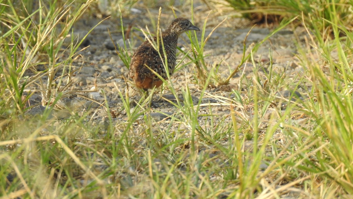 Barred Buttonquail - 士訓 陳_Y