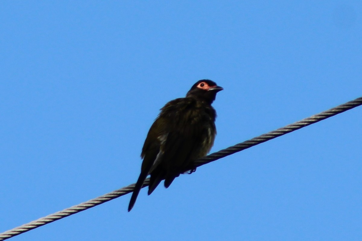 Australasian Figbird - Leonie Beaulieu