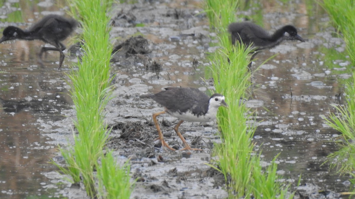 White-breasted Waterhen - 士訓 陳_Y