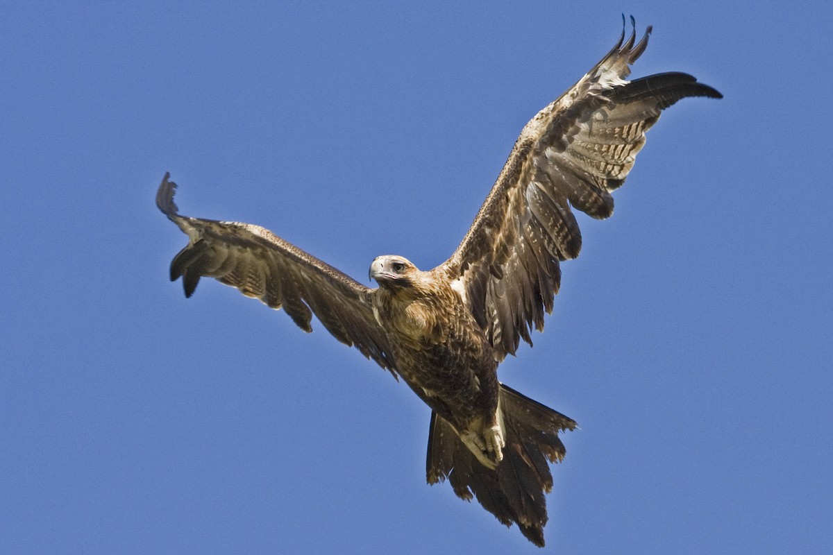 Wedge-tailed Eagle - Mat Gilfedder
