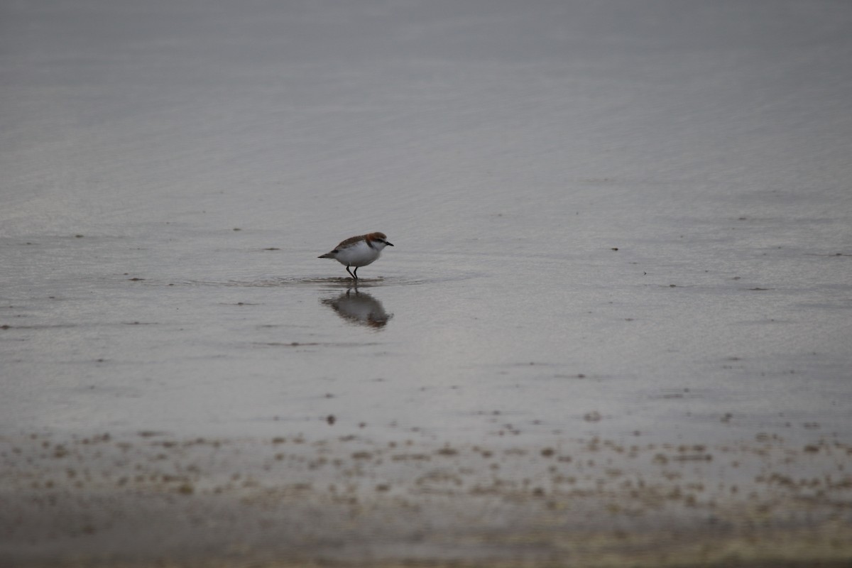 Red-capped Plover - Jeff Dagg
