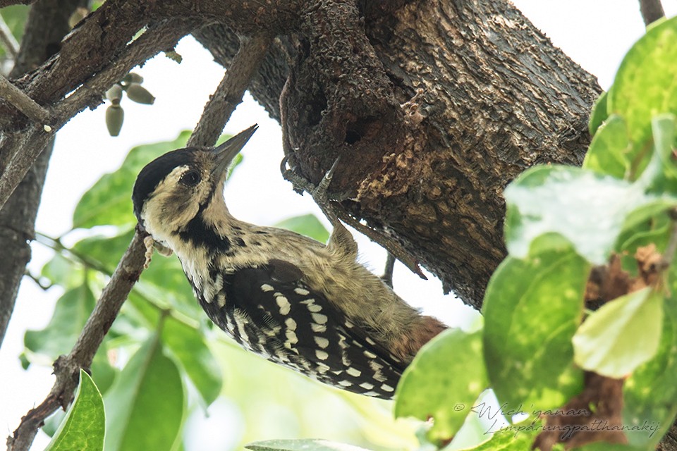 Freckle-breasted Woodpecker - ML110554881