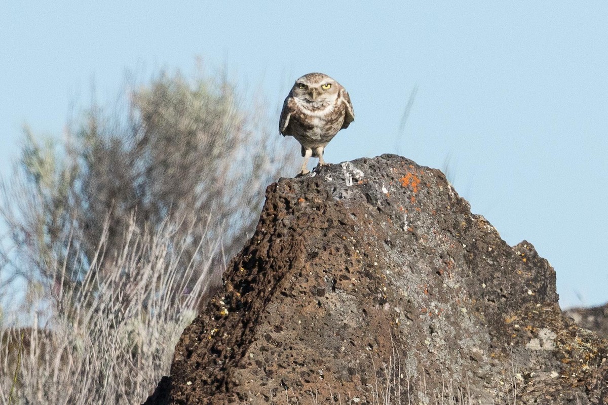 Burrowing Owl - ML110555311