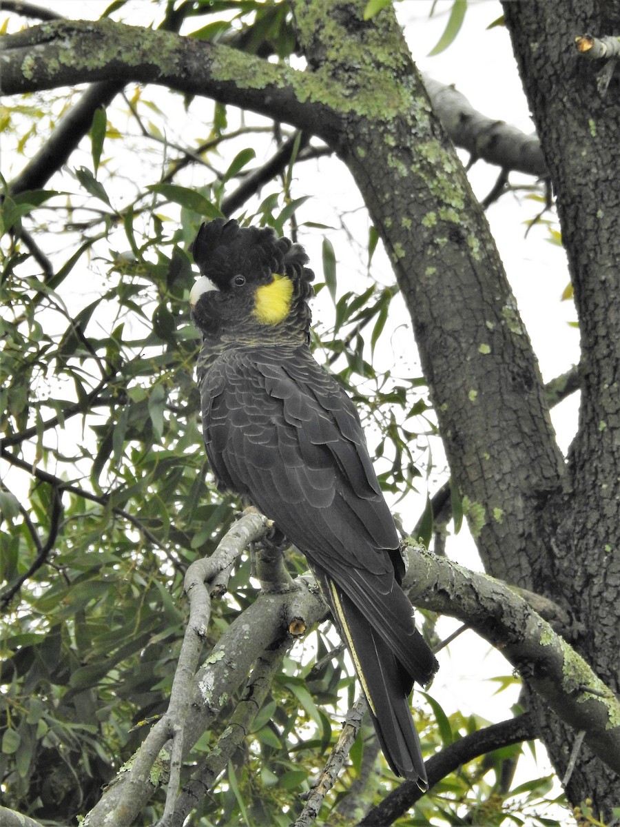 Yellow-tailed Black-Cockatoo - Jeffrey Crawley