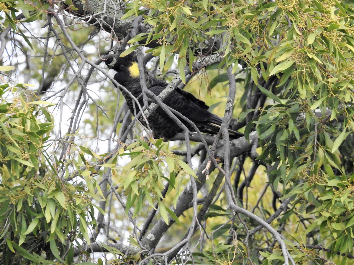 Yellow-tailed Black-Cockatoo - Jeffrey Crawley