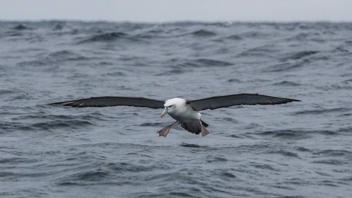 White-capped Albatross - Oscar Thomas