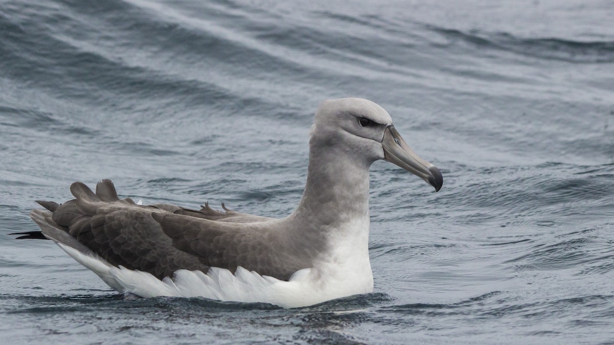 Salvin's Albatross - Oscar Thomas