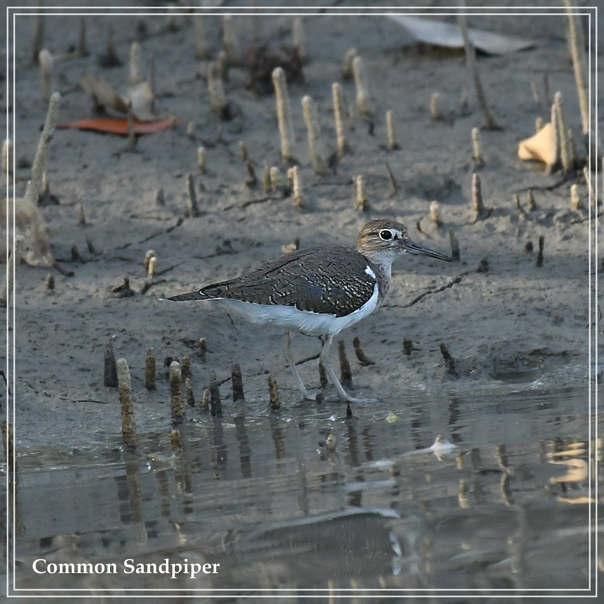 Common Sandpiper - Souvik Roychoudhury