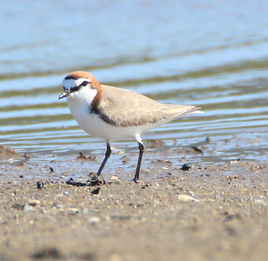Red-capped Plover - Mary Clarke