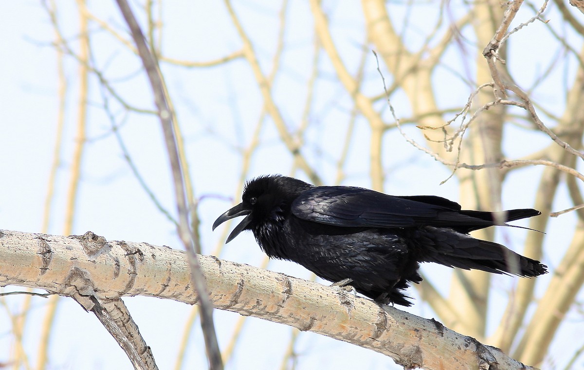 Common Raven - Guy Poisson