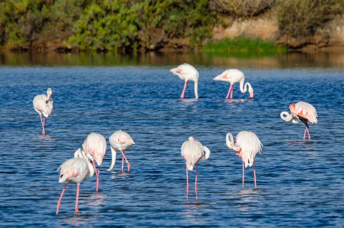 Greater Flamingo - ML110567321