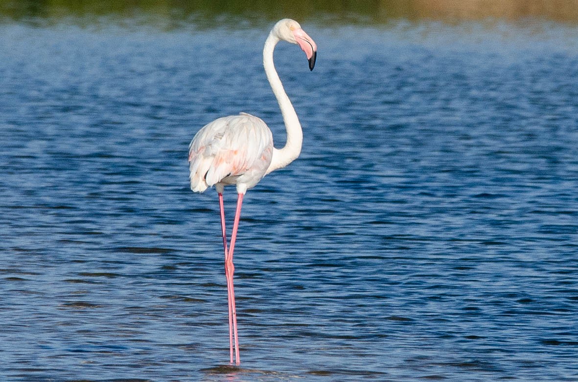 Greater Flamingo - Antoon De Vylder