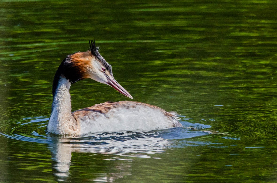 Great Crested Grebe - ML110567701