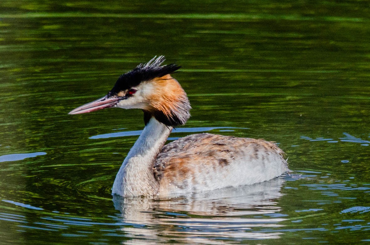 Great Crested Grebe - ML110567711